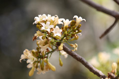 Brachychiton australis